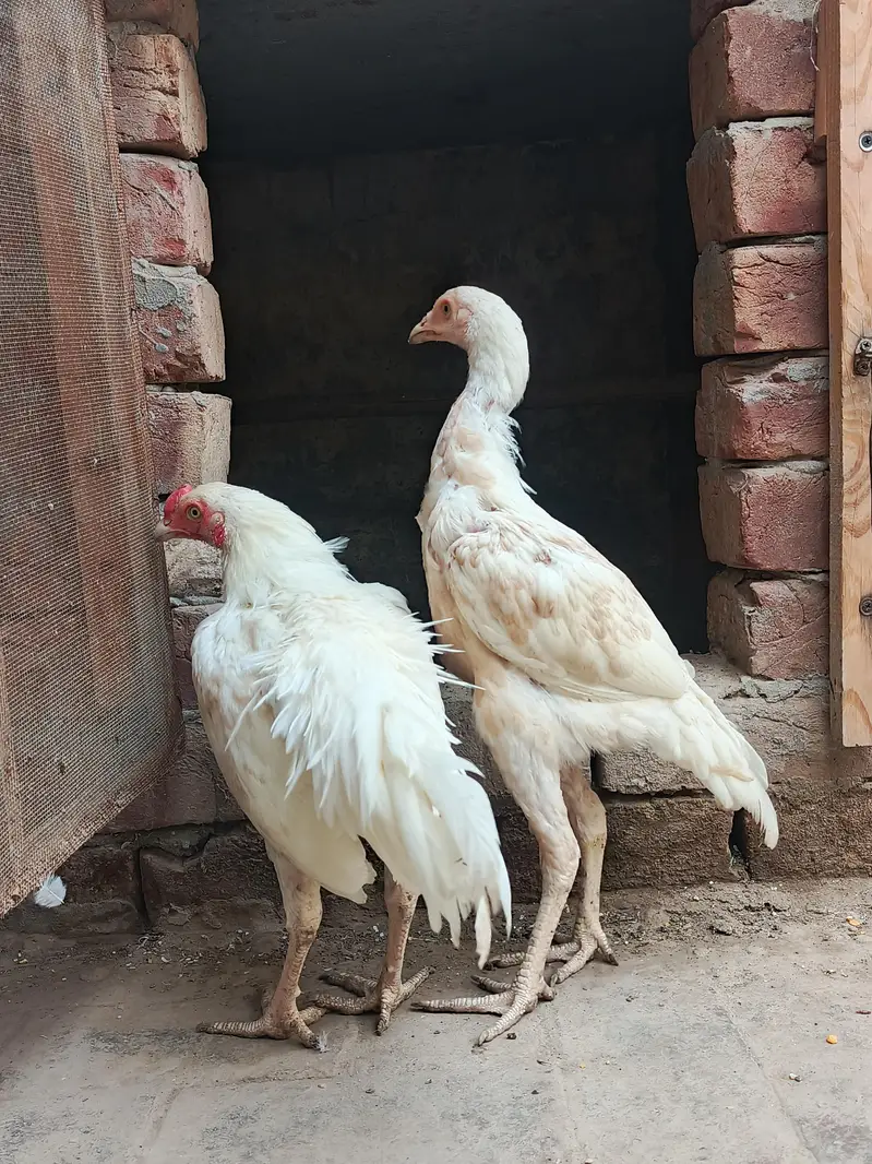 Pair of Aseel Heera — photo 4