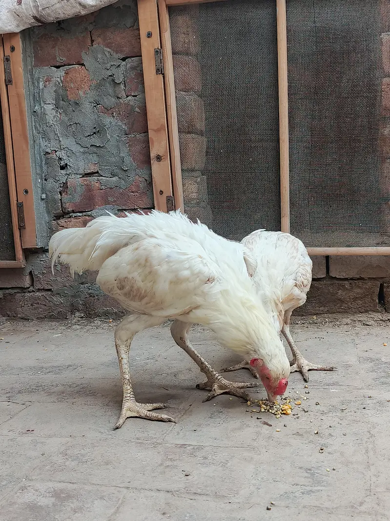 Pair of Aseel Heera — photo 7