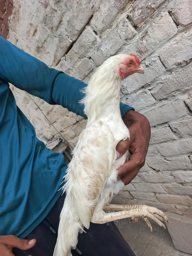 Pair of Aseel Heera — photo 9