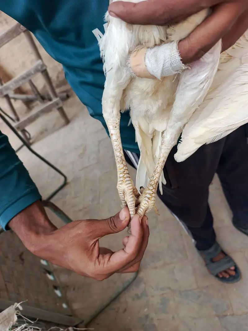 Pair of Aseel Heera — photo 10