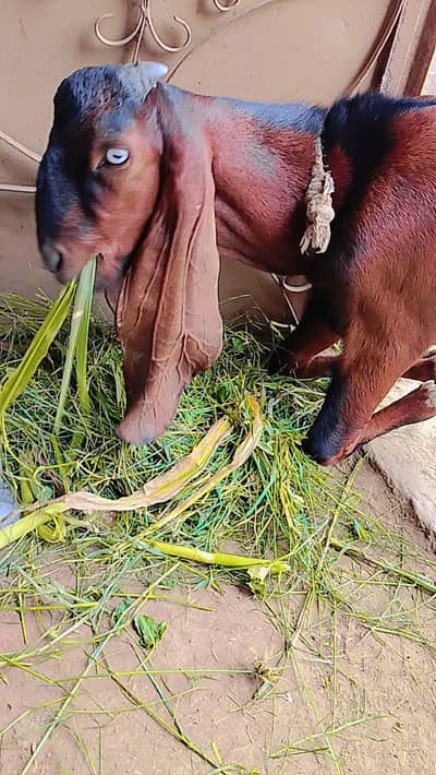 Desi Bakra