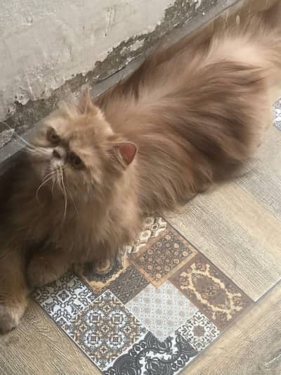 peki/ peke/ piki/ adult male available in reasonable price