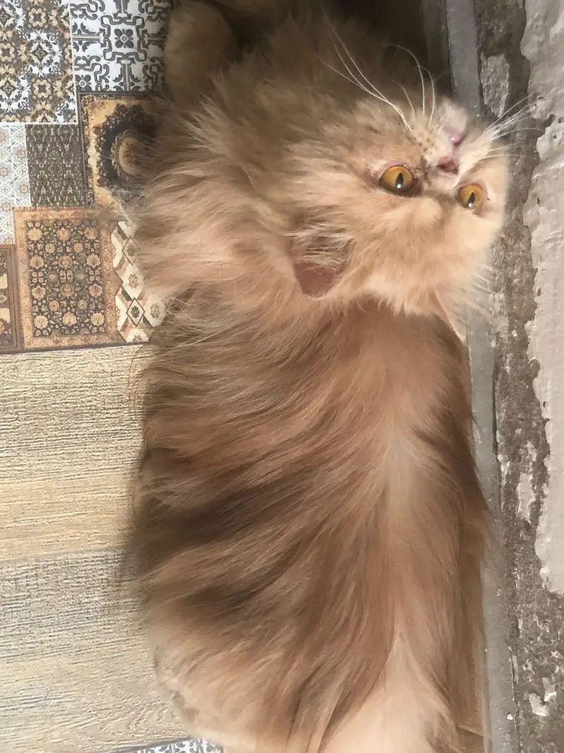 peki/ peke/ piki/ adult male available in reasonable price — photo 2