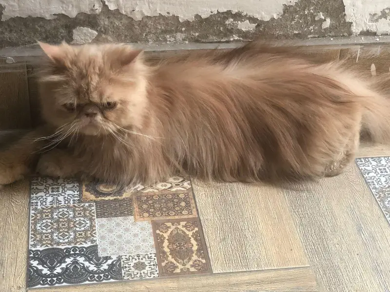 peki/ peke/ piki/ adult male available in reasonable price — photo 3