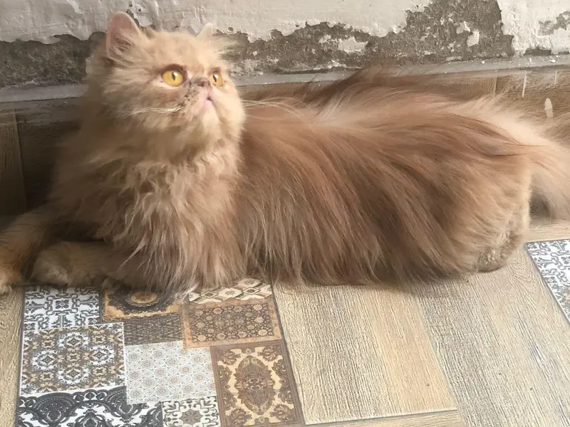 peki/ peke/ piki/ adult male available in reasonable price — photo 4