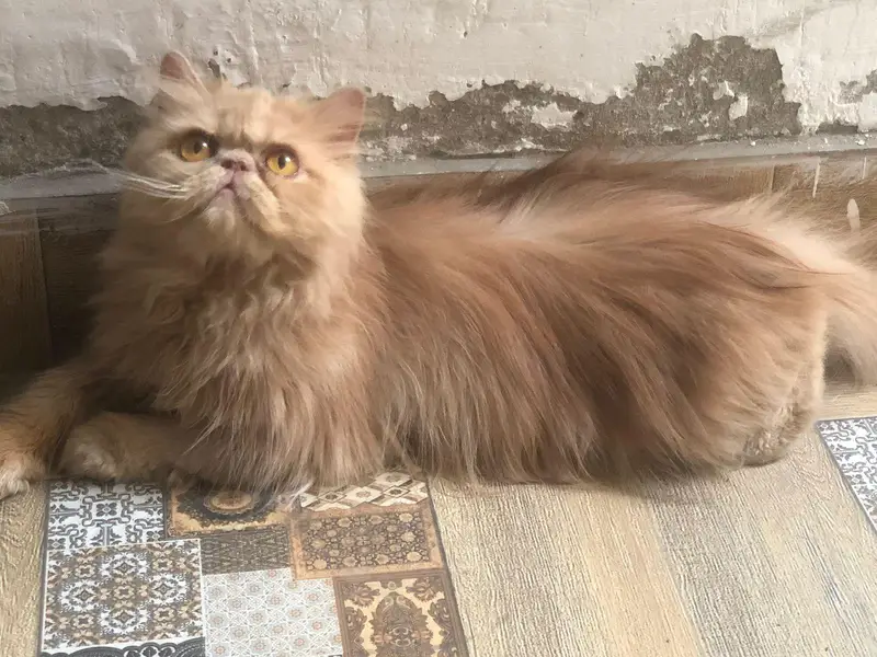 peki/ peke/ piki/ adult male available in reasonable price — photo 5