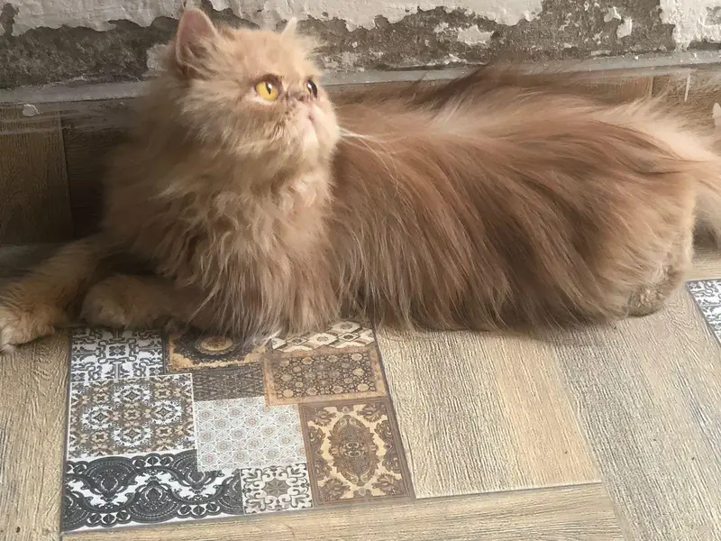peki/ peke/ piki/ adult male available in reasonable price — photo 6