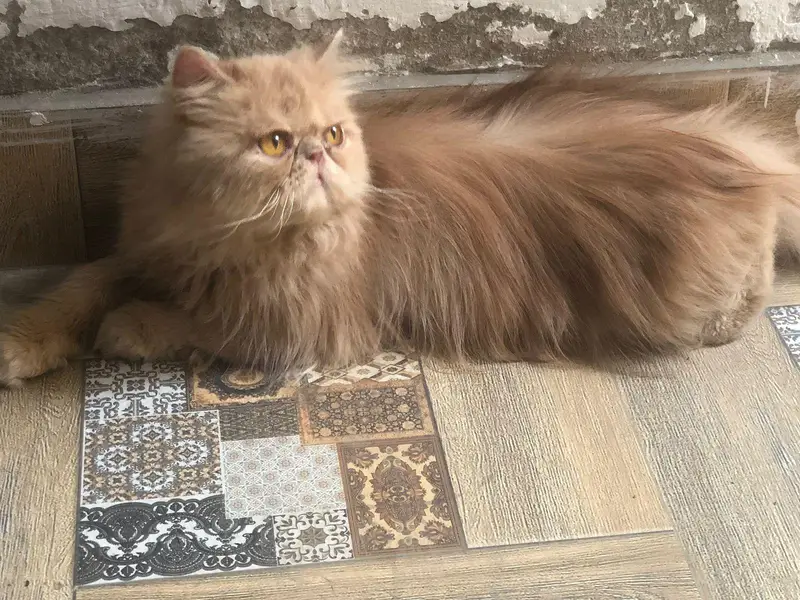peki/ peke/ piki/ adult male available in reasonable price — photo 7