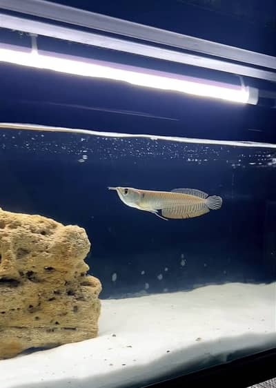 Arowana and Oscar fish