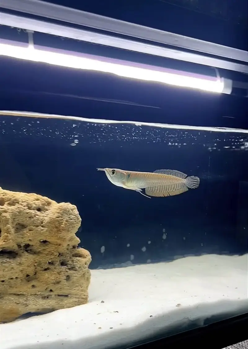 Arowana and Oscar fish