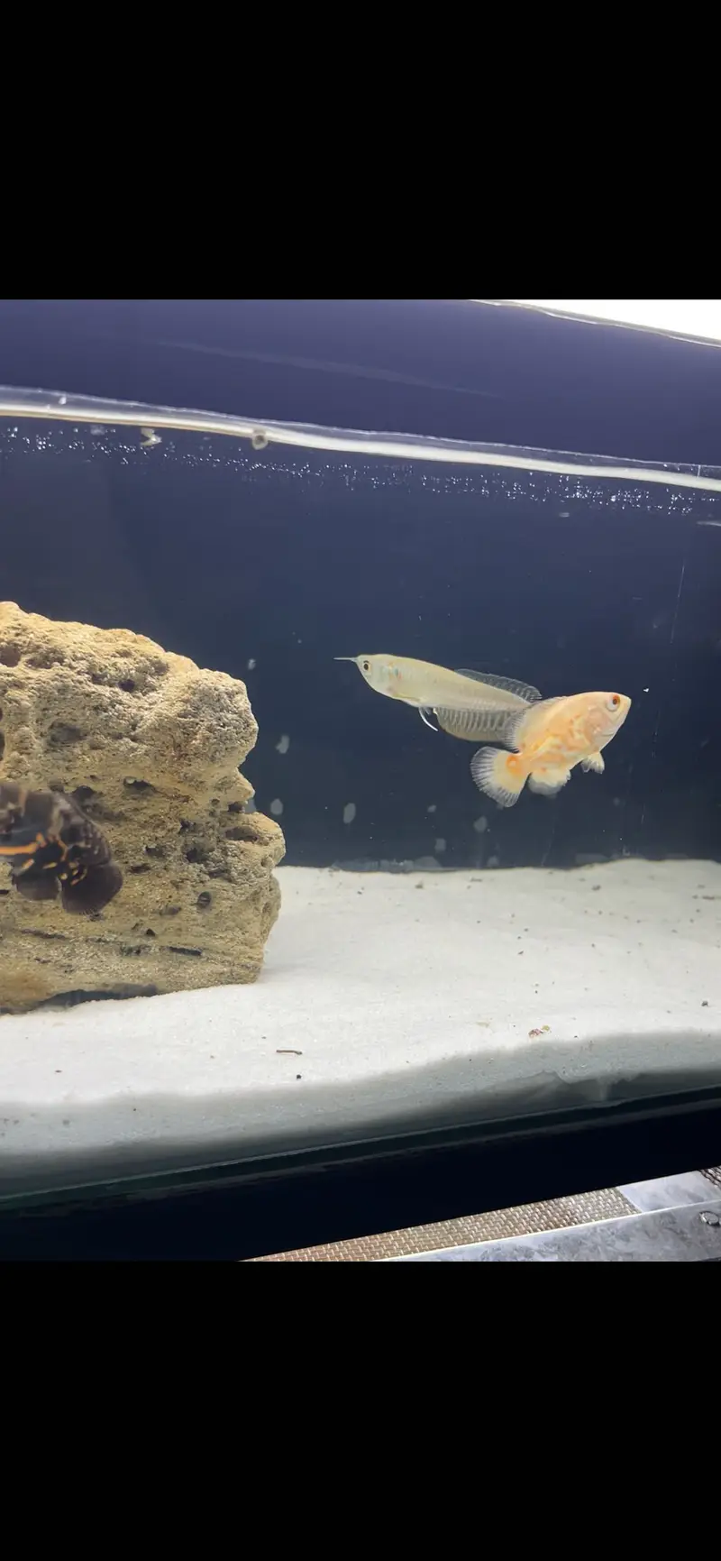 Arowana and Oscar fish — photo 2