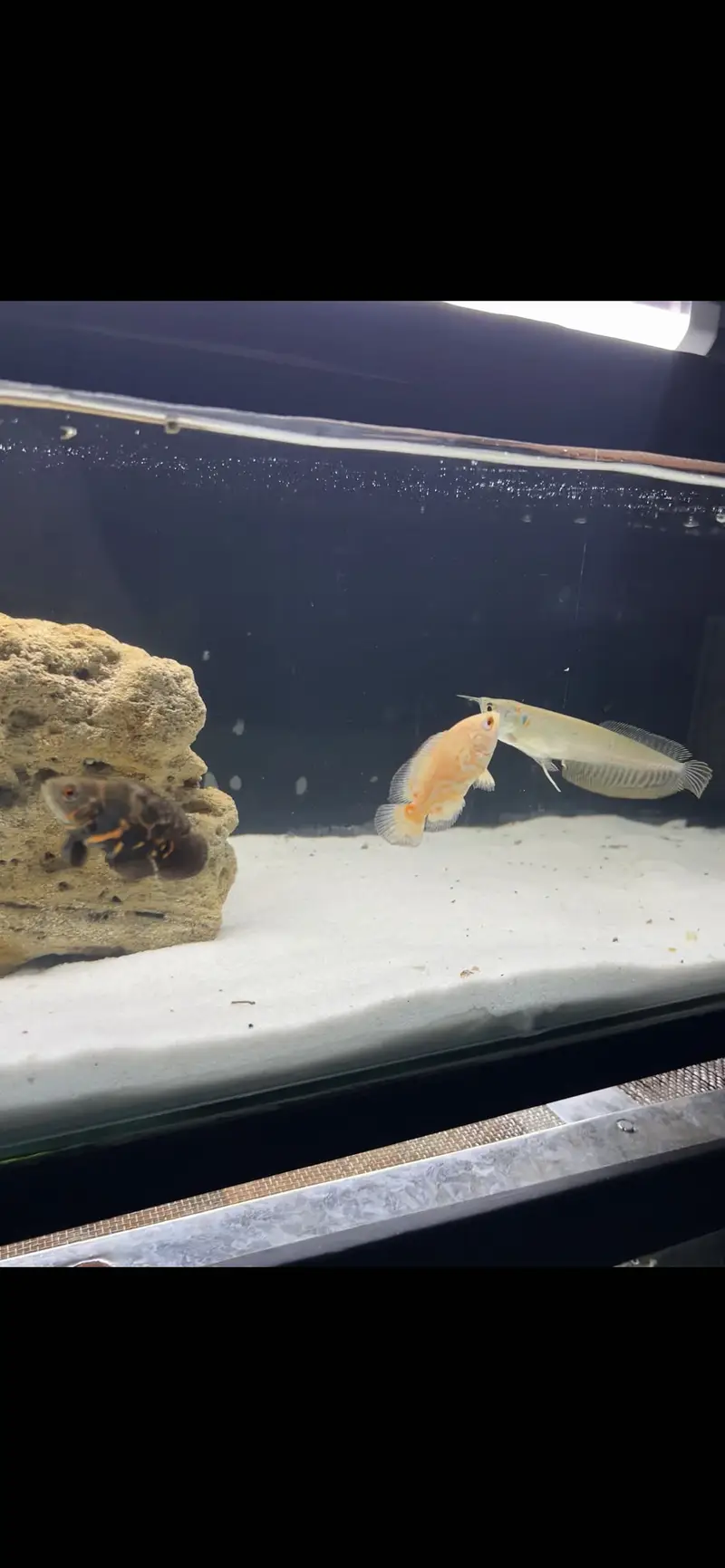 Arowana and Oscar fish — photo 3