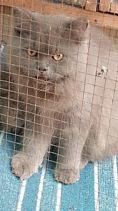 cat for sell rs 12000