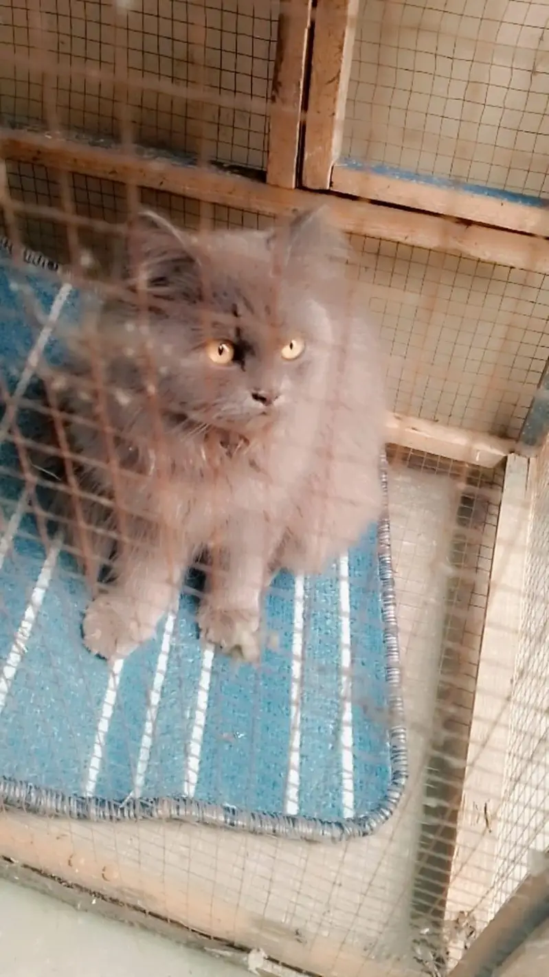 cat for sell rs 12000 — photo 2