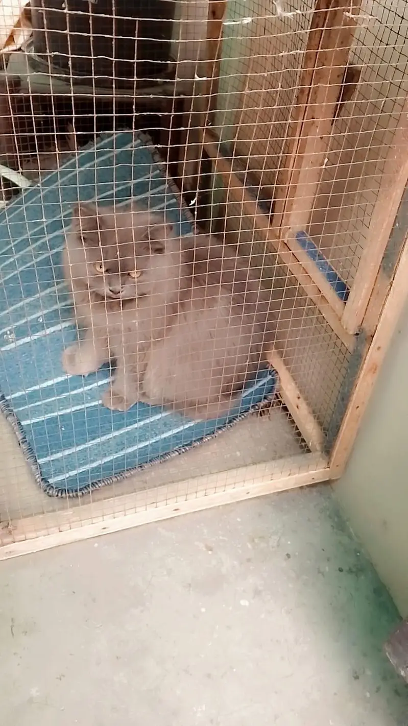 cat for sell rs 12000 — photo 3