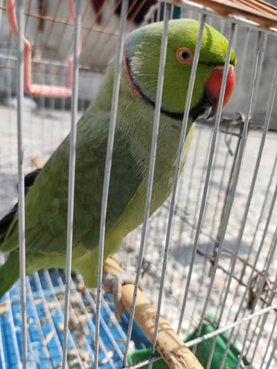 talking parrot for sale