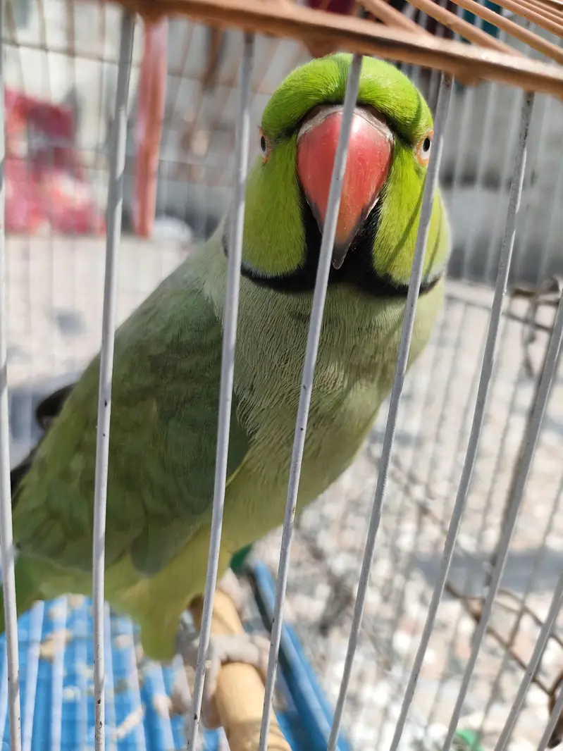 talking parrot for sale — photo 2