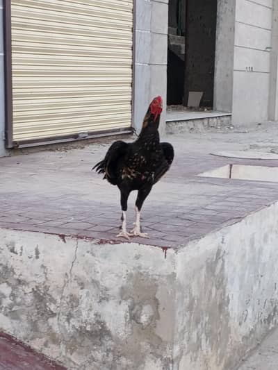 Paramoze Aseel Murga available for sale
