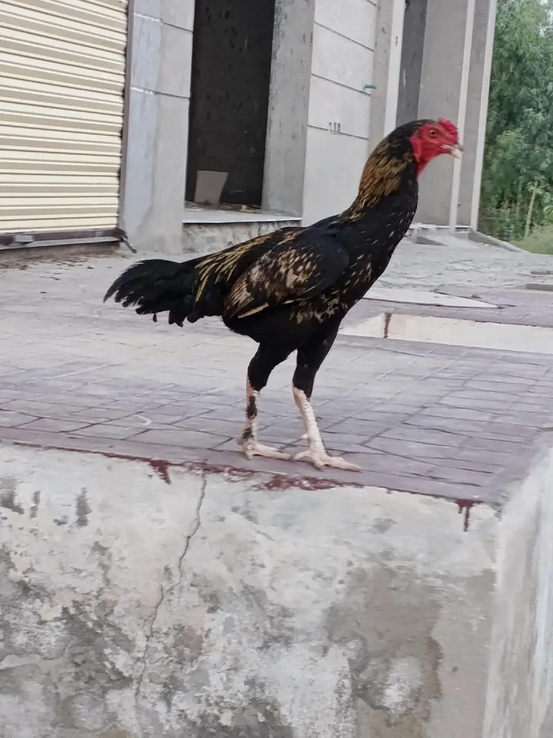 Paramoze Aseel Murga available for sale — photo 4
