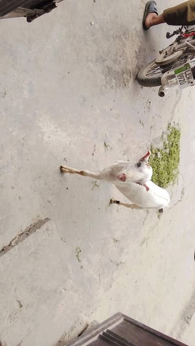 teda Bakra for sale in Lahore