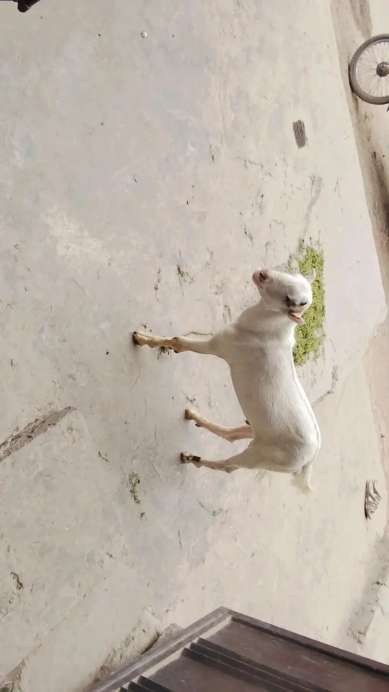 teda Bakra for sale in Lahore — photo 3