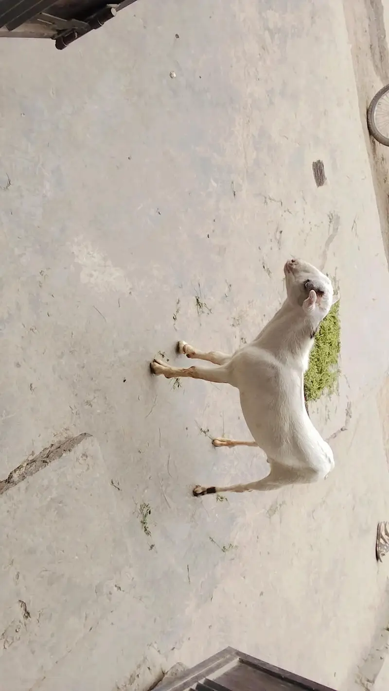 teda Bakra for sale in Lahore — photo 5