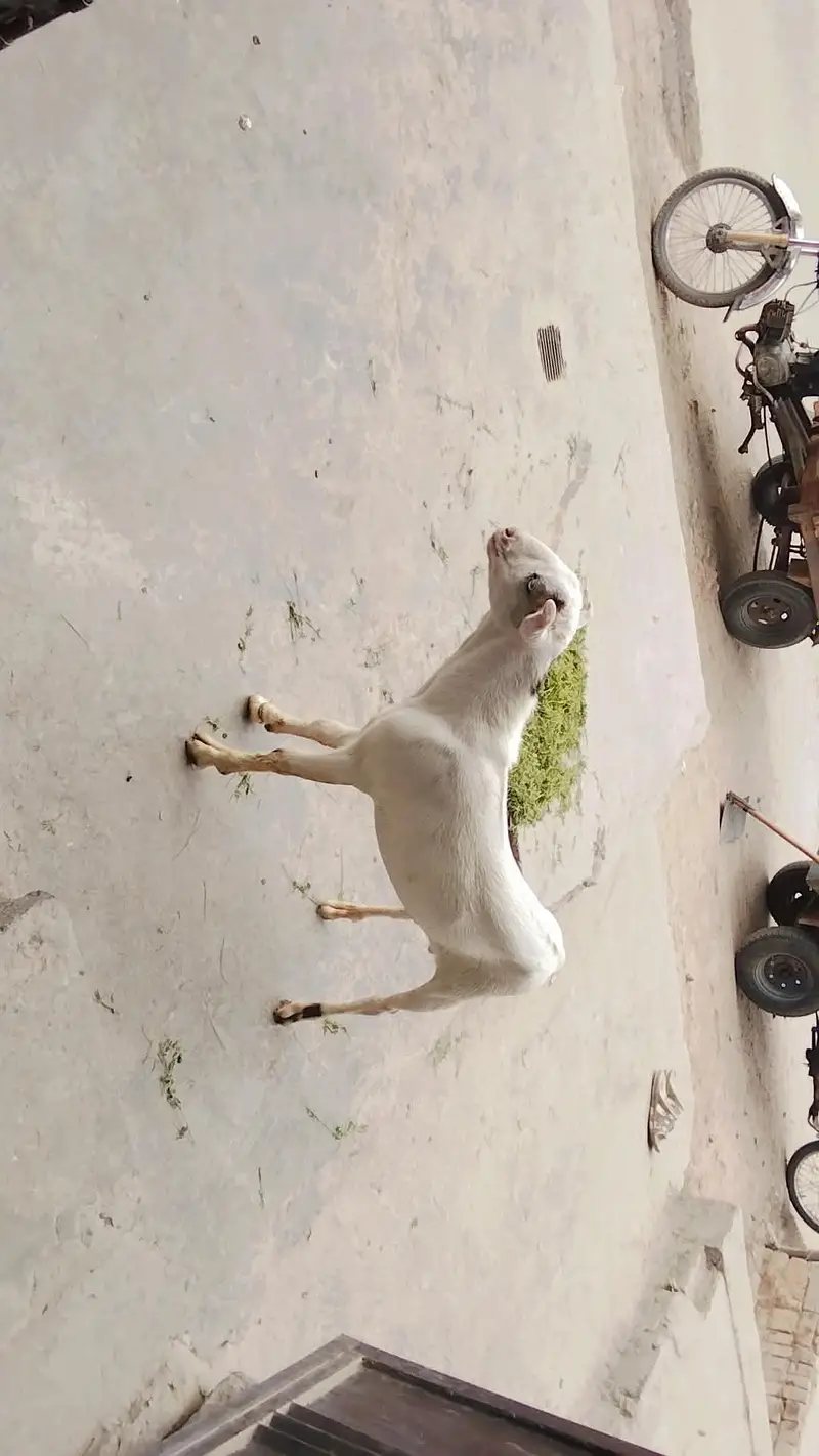 teda Bakra for sale in Lahore — photo 6
