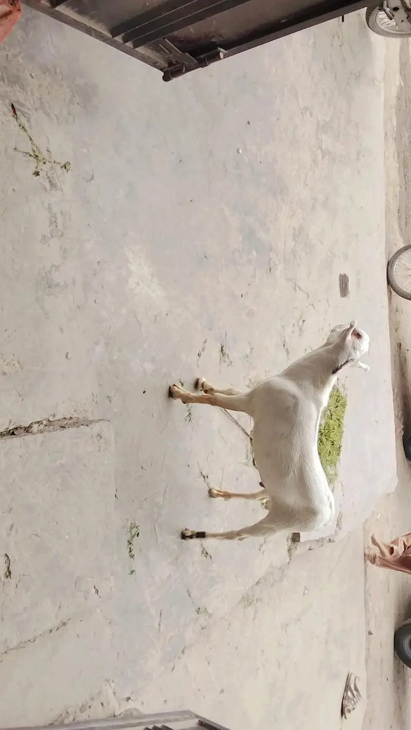 teda Bakra for sale in Lahore — photo 7
