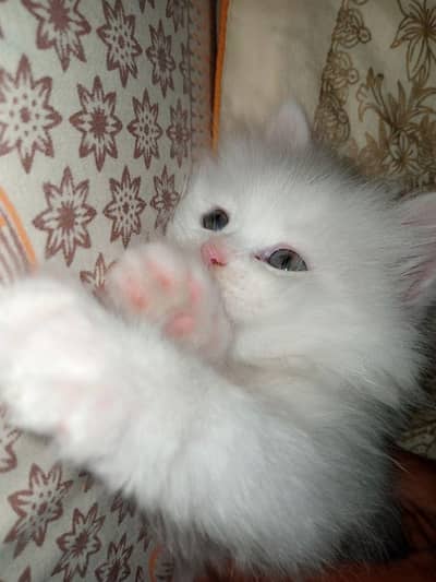 Persian kittens
