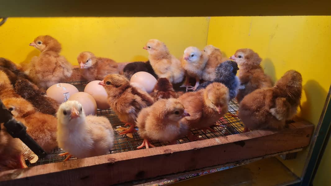 Brooder and incubator 2