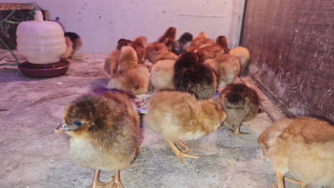 Brooder and incubator 3