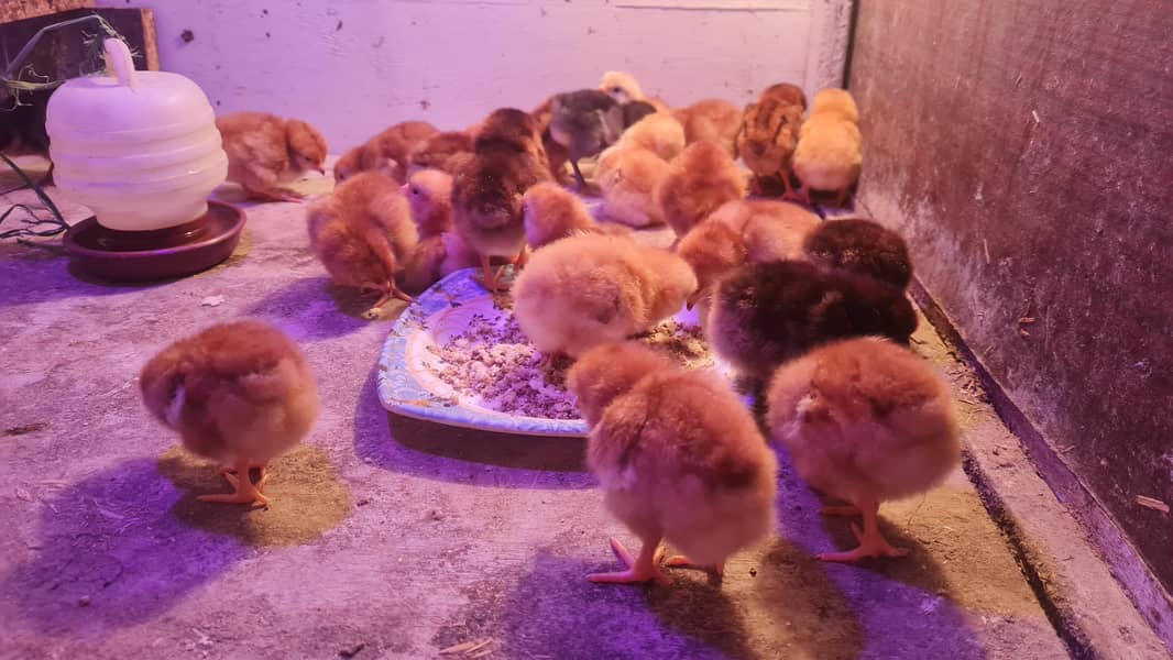 Brooder and incubator 4