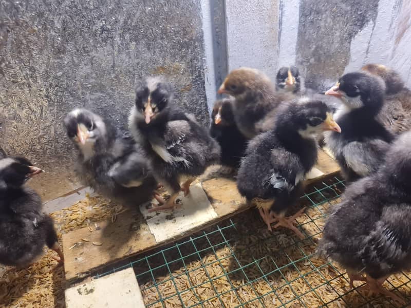 Brooder and incubator 5