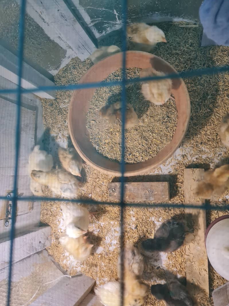 Brooder and incubator 6