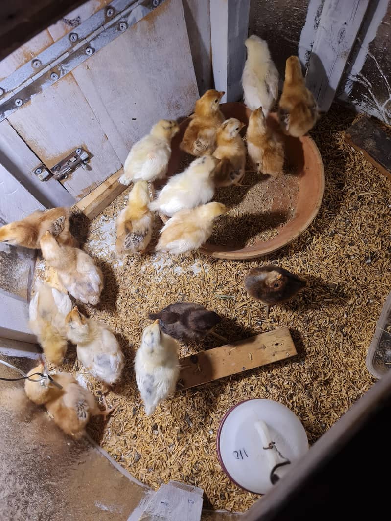 Brooder and incubator 7