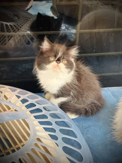 HIGH QUALITY peki/piki/peki PERSIAN KITTENS.