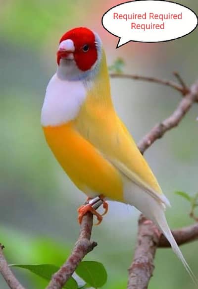 Required. Required Gouldian Finch pair in Sargodha