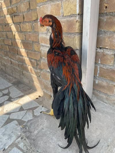 parrotbeak patha for sale