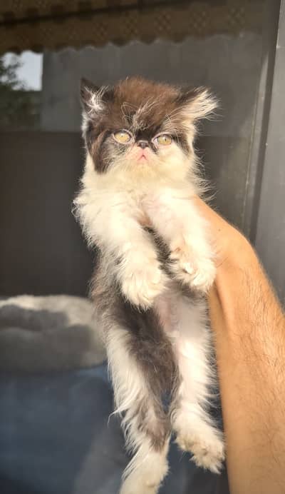 HIGH CLASS PEKE/peki/piki CFA LINE KITTENS.