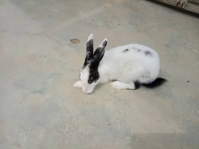 Rabbit
