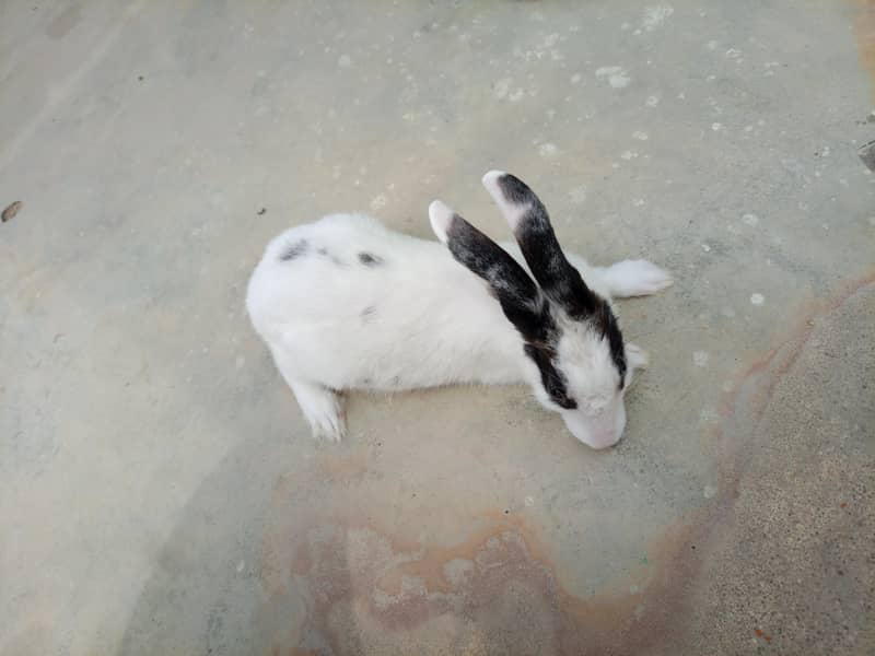 Rabbit 1