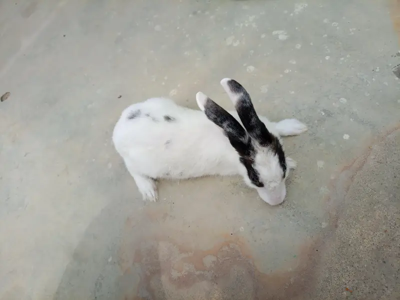 Rabbit — photo 2