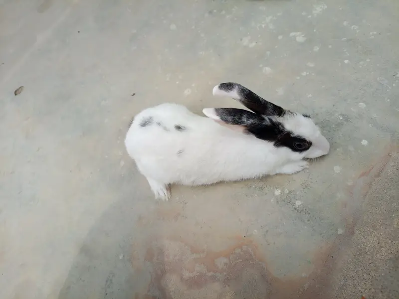 Rabbit — photo 3
