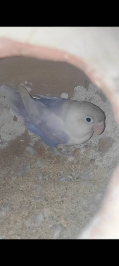 lovebird pair