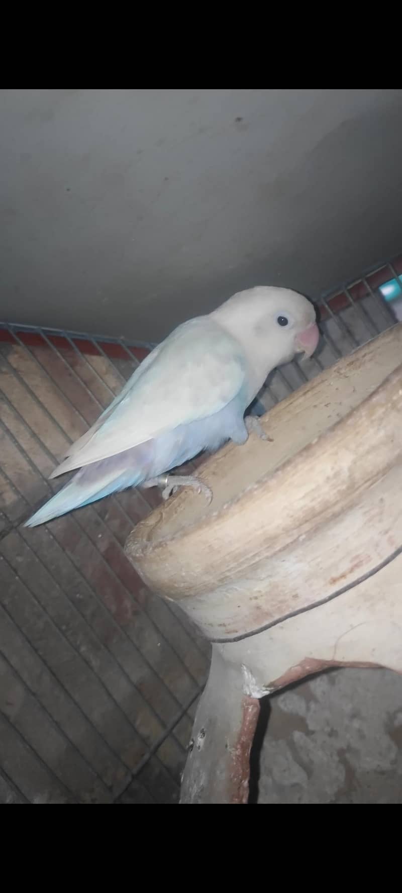 lovebird pair 1