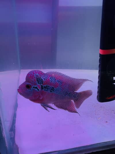 Flower horn and res chilli oscar for sell