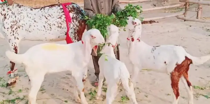 3 bacchon wali bakri for sale — photo 4