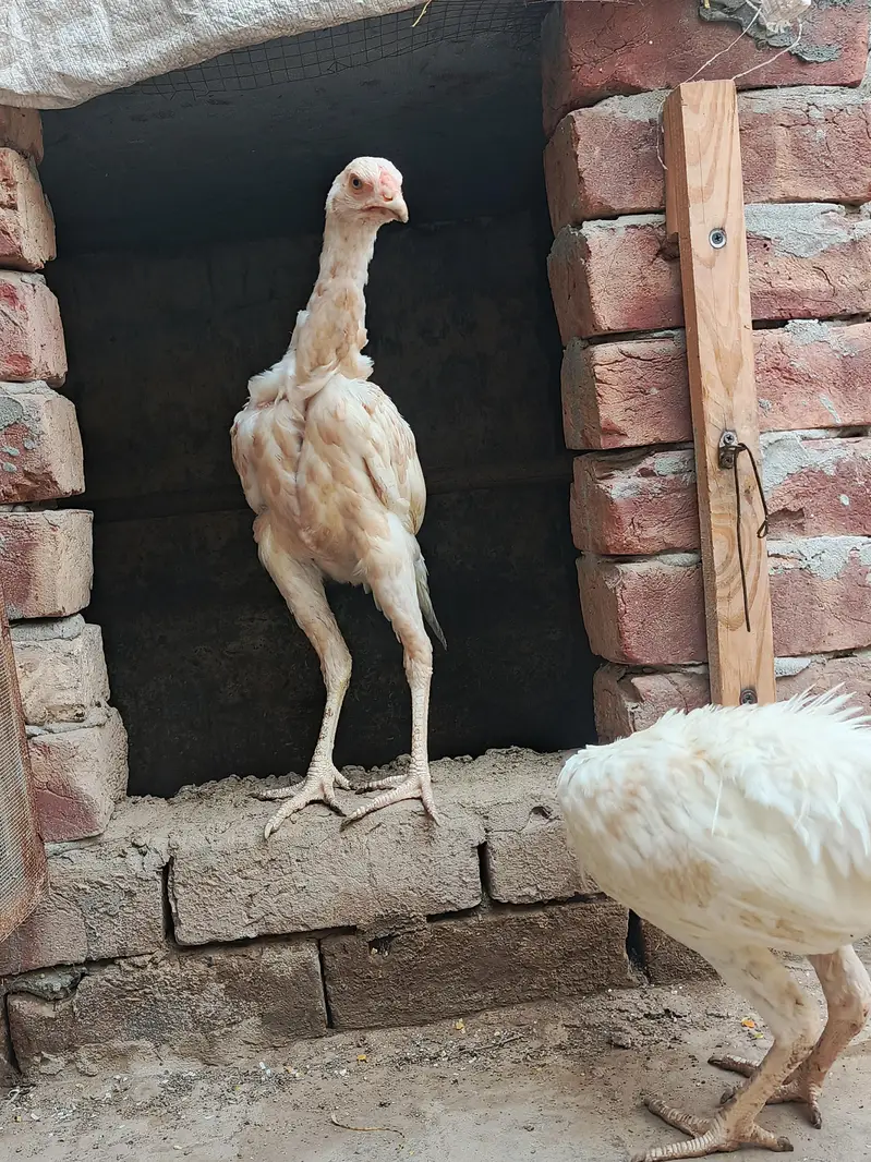 Aseel Heera Pair اصیل ہیرا جوڑا — photo 4