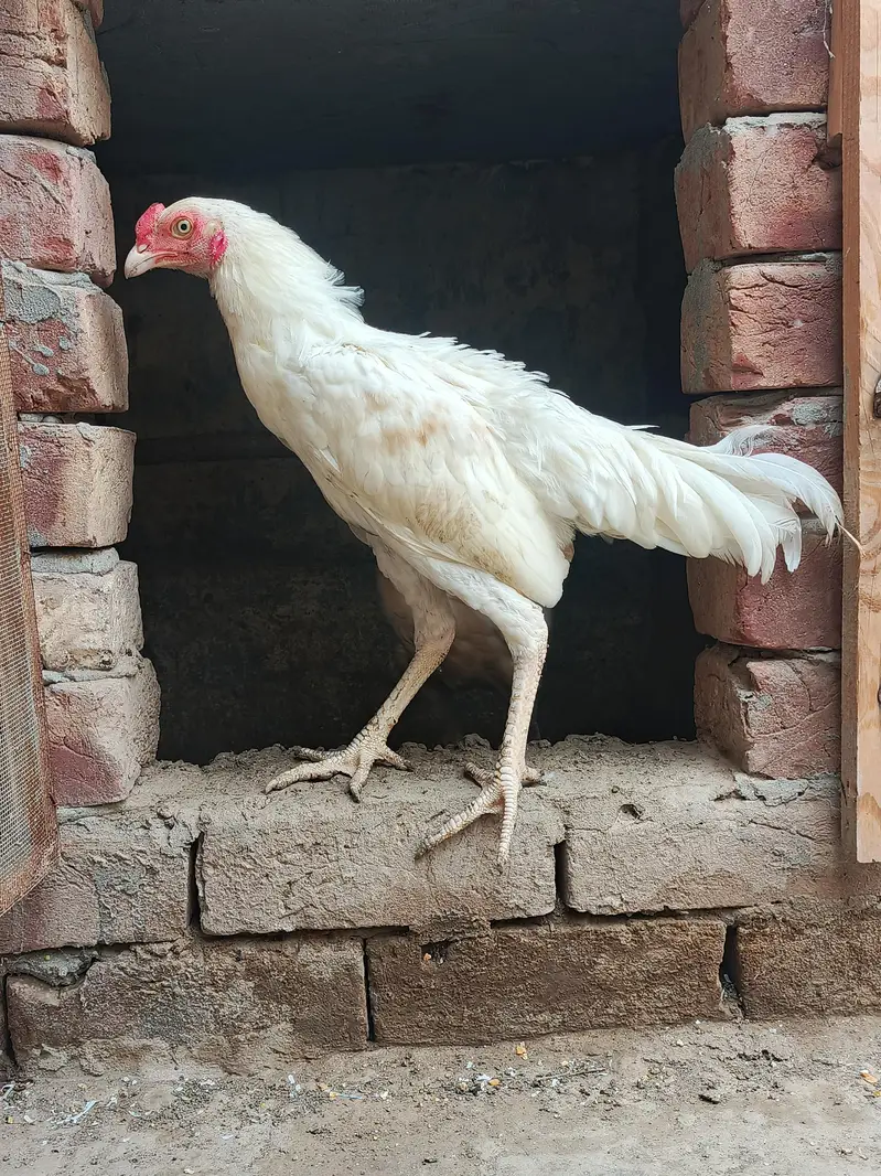 Aseel Heera Pair اصیل ہیرا جوڑا — photo 5