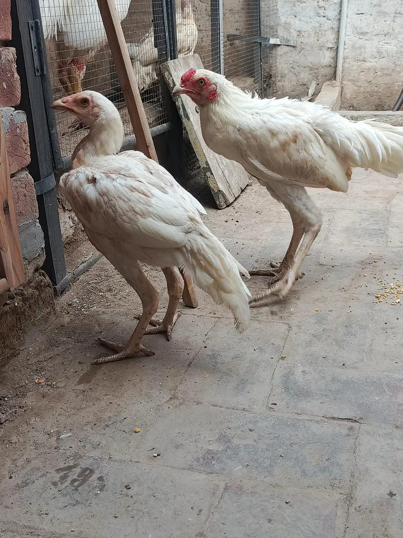 Aseel Heera Pair اصیل ہیرا جوڑا — photo 6